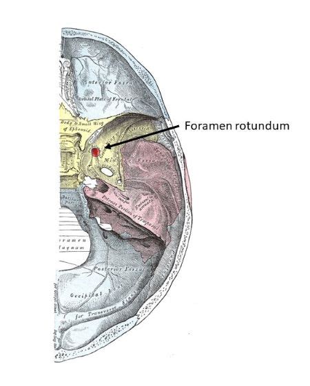 Which of the following nerves passes through the foramen rotundum? a ...