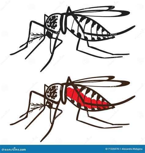 Insekten Moskito Aedes Aegypti Vektor Abbildung Illustration Von