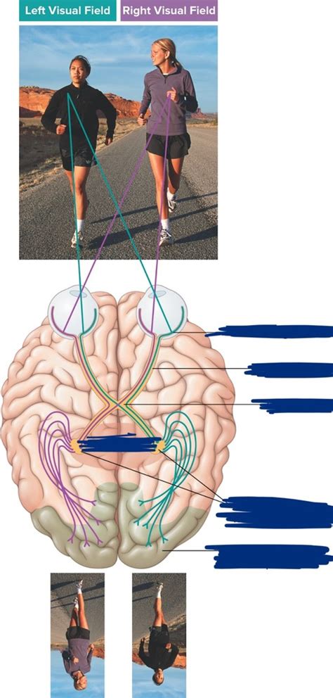 Ap Psych Unit Test Pt Diagram Quizlet