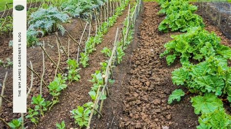 Allotment Design Ideas For Beginners Allotment Planning Wm James