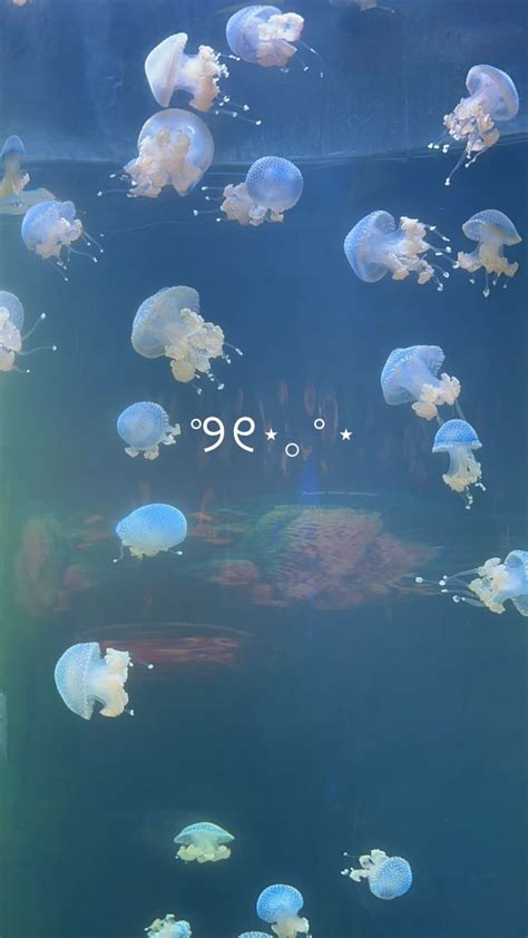 Jellyfish Underwater Wallpaper Iphone Wallpaper Themes Pretty