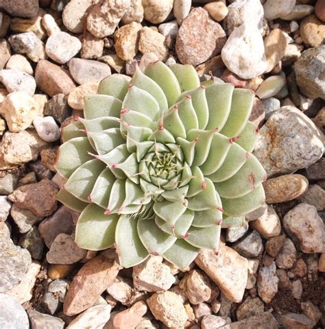 Graptoveria Silver Star X Graptopetalum Filiferum And Echeveria