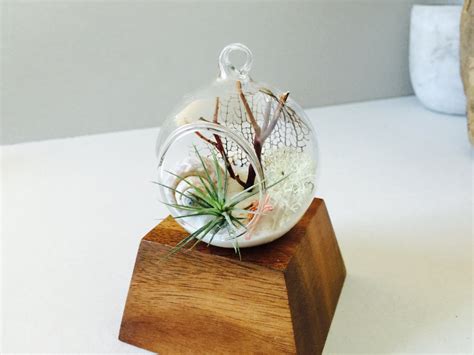 Hanging Globe Terrarium Air Plant Terrarium Green