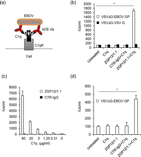 C1q Mediated ADE Of EBOV GP Mediated Infection A Schematic