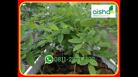 Jual 0811 2878 202 Jual Bibit Indigofera Di Malang Tanaman Pakan