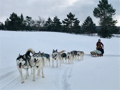 Dog Sledding 101 — Earth Studies