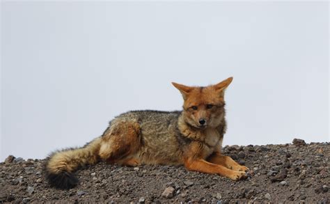 Wolf Cotopaxi National Park - Free photo on Pixabay