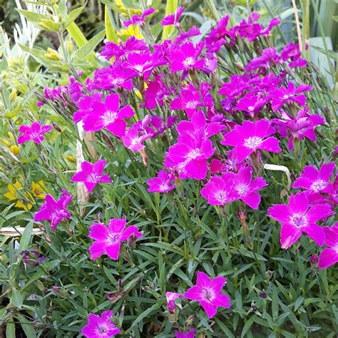 Dianthus Plumarius Garden Pink In Gardentags Plant Encyclopedia