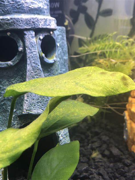 What Are White Spots And Dark Spots On Anubias Nana Details In