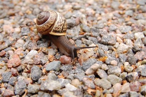 Free Images Fauna Invertebrate Conch Close Up Stones Snail Slow