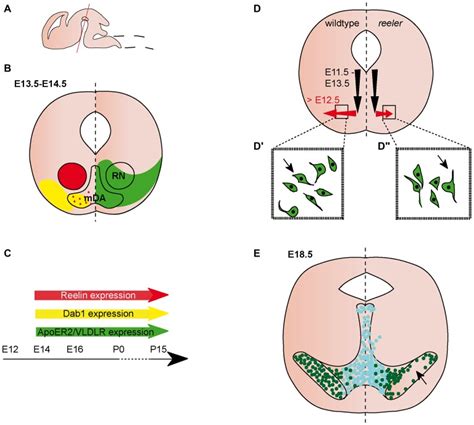 Reelin Signaling In The Migration Of Ventral Brain Stem And Spinal Cord