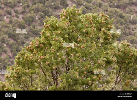 Pinyon Pinus Pinus Edulis Stockfotos Und Bilder Kaufen Alamy