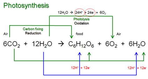 Give The Equation For Photosynthesis In Both Words And Symbols - Tessshebaylo