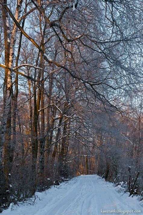 Landscapes of Mazovia | Krajobrazy Mazowsza: In the winter forest #2 ...