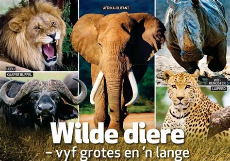 Ons Ns Gaan Op Safari Afari Met Die Groot Root Vyf Vyfv Pressreader