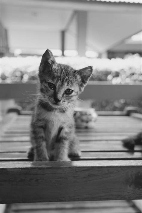 Free Images Kittens Cat Babies Baby Cats Black White Sweet Dear