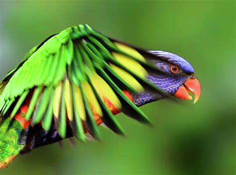 Rainbow Lorikeet | Australia Beautiful Bird | Beauty Of Bird