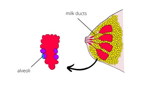 Prolactin