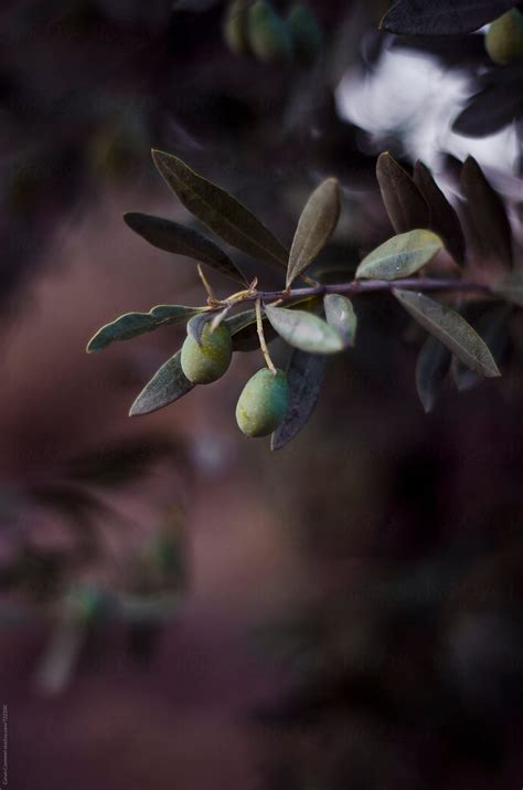 Olive Branch By Stocksy Contributor Canan Czemmel Stocksy