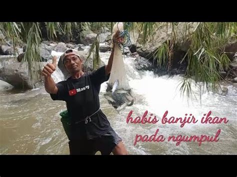 Habis Banjir Ikan Pada Ngumpul Youtube