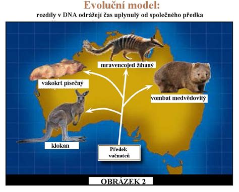 Nejt Ot Zky Evoluce E Genetick Objevy Kreacionismus Cz