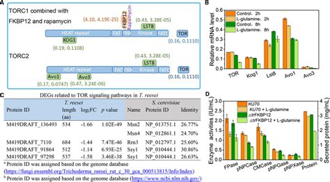 Impact Of Glutamine On The TOR Signaling Pathways A Relative