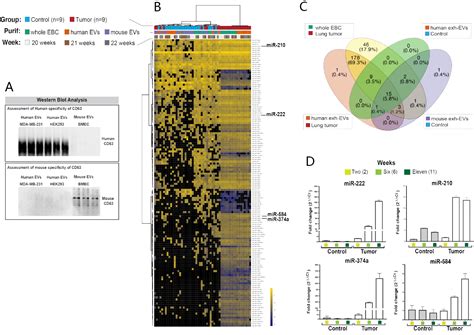 Non Invasive Detection Of Orthotopic Human Lung Tumors By Microrna