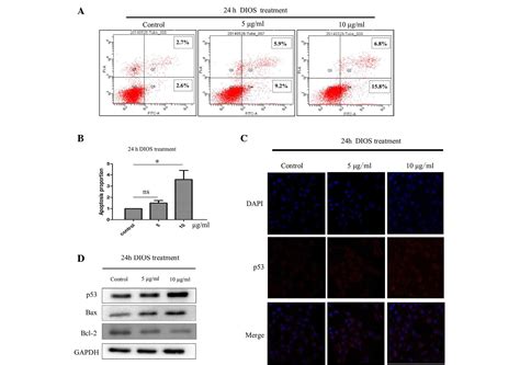 Diosmetin Triggers Cell Apoptosis By Activation Of The P53bcl 2