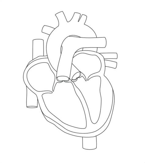 Simple Human Heart Drawing at GetDrawings | Free download