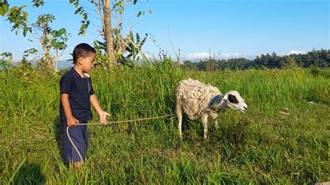 Bermain Menggembala Kambing Padang Rumput Luas Dan Hijau Youtube