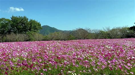 20201013 150万本のコスモスが秋の風に揺れる宮の前公園 ～高知県越知町～ Youtube