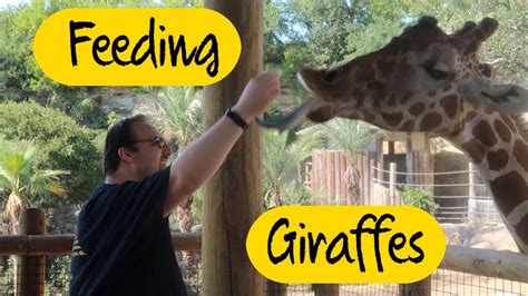 Tour Of The San Antonio Zoo Part 3 Feeding Giraffes Youtube