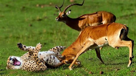 Cheetah Hunting Antelope