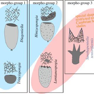 PDF Adaptive Specialization Of A Unique Sponge Body From The Cambrian