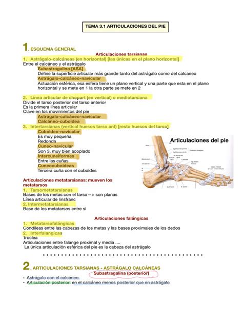 Apuntes De Anatomia De La Extremidad Inferior Pdf Articulación Pie