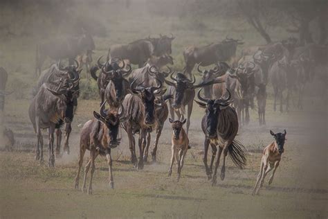 Wildebeest Calving Season in Serengeti Tanzania — All you need to know