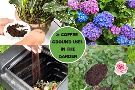 How To Put Coffee Grounds In Plants Back Gardener