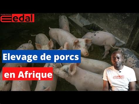 Pourquoi et comment lancer un élevage de porcs en Afrique Edal 31