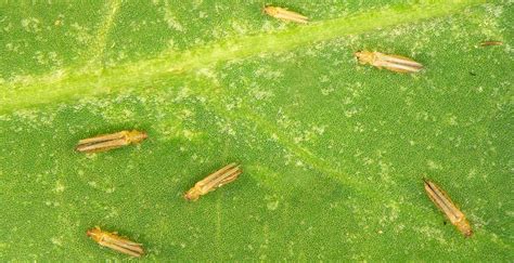 How To Get Rid Of Kill Thrips Naturally Trifecta