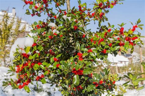 Holly Bush with Red Berries Stock Photo - Image of season, berries ...