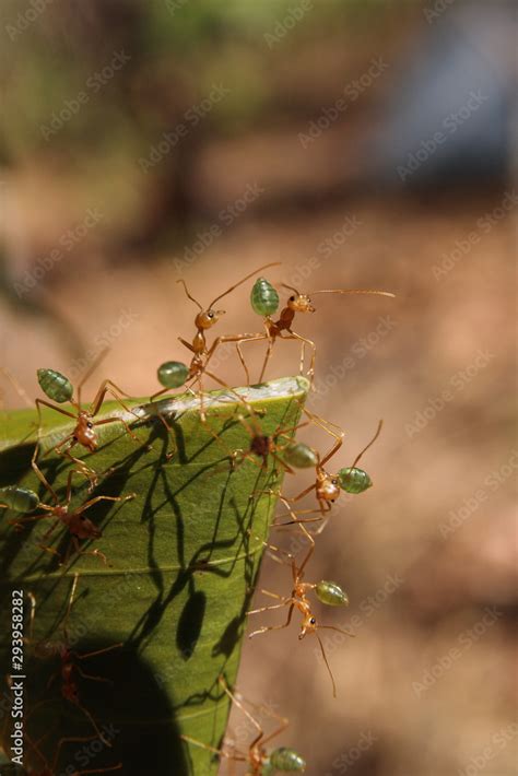 Green ants (Oecophylla smaragdina) nest in a tree Stock Photo | Adobe Stock