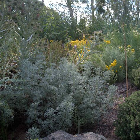 Artemisia Armeniaca Artemisia Alba Canescens