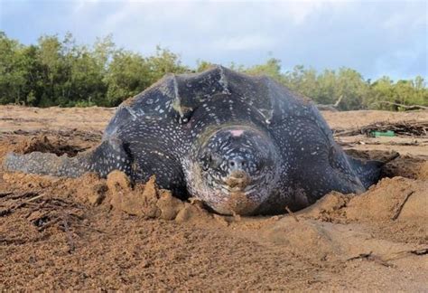 Les 21 Animaux Les Plus GRANDS Du MONDE Liste Et Photos