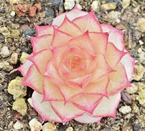 Echeveria Sp Rare Succulent Rare Hen And Chicks Exotic Plant Seed 50 Seeds Fresh Garden