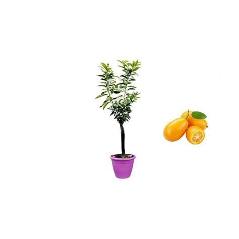 Acquista Online Pianta Di Mandarino Cinese Kumquat In Vaso Viola Da