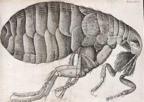 Microscopic view of a flea Painting by Robert Hooke - Pixels