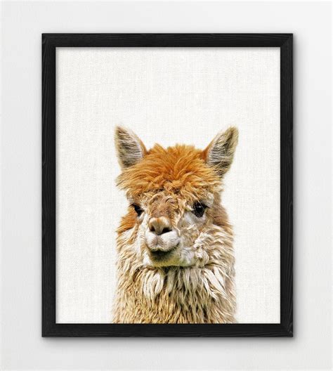 Llama Print Alpaca Lama Photo Nursery Wall Art Cute Animals Etsy