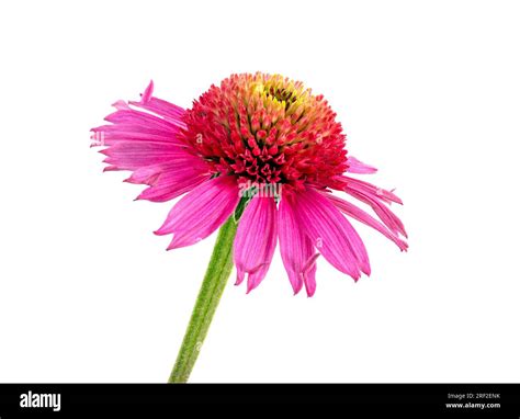 A Beautiful Bright Pink Coneflower Echinacea Photographed Against A