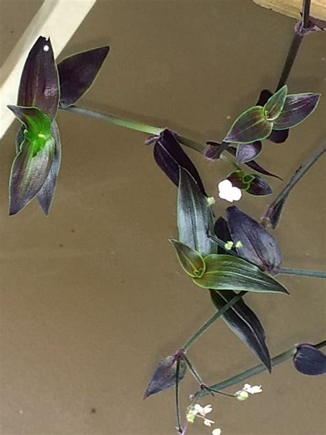 Gibasis José Puig Wandering Jew House Plant Etsy