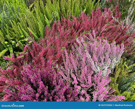 Common Heather Calluna Vulgaris Stock Photo Image Of Colourful